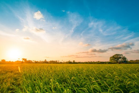 green-rice-fild-with-evening-sky-2