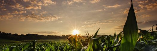 Sunrise over field of crops in France