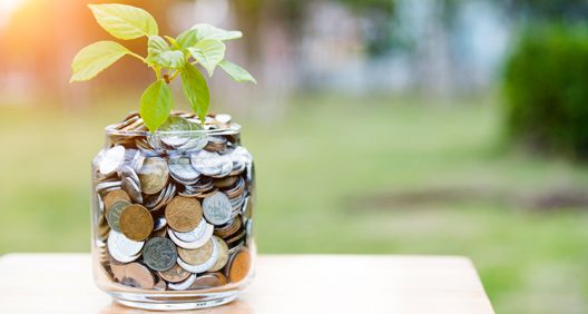 Plant growing from coin jar