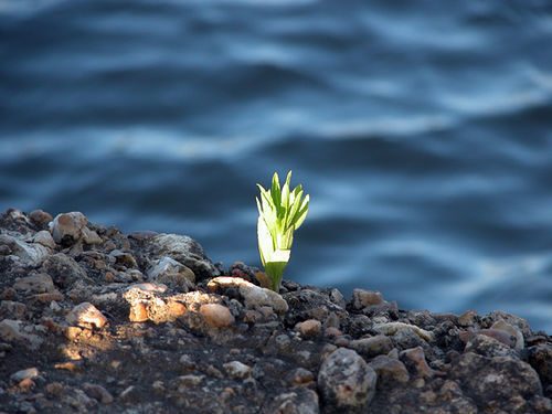 AXA IM integrará criterios ESG en todas sus plataformas de inversión