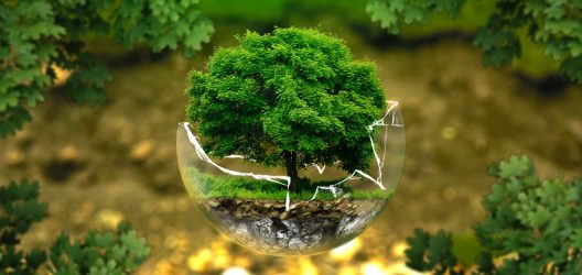 arbol