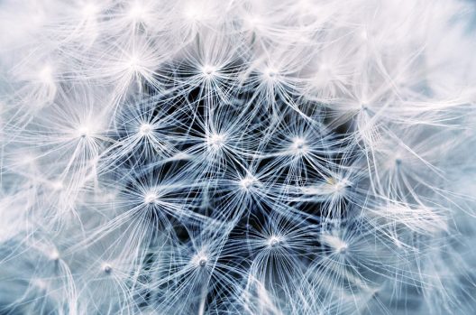 dandelion-808255_960_720