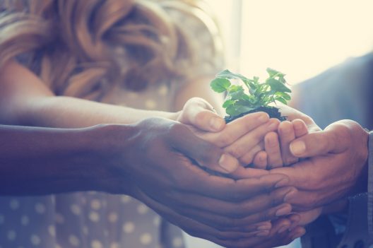 Growth concept. Group holding a seedling plant.
