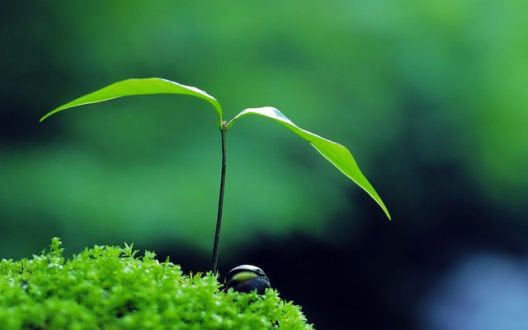 Sostenibilidad-