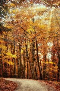forest-5332379_1920