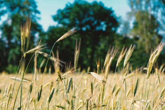 barley-5351552_1920