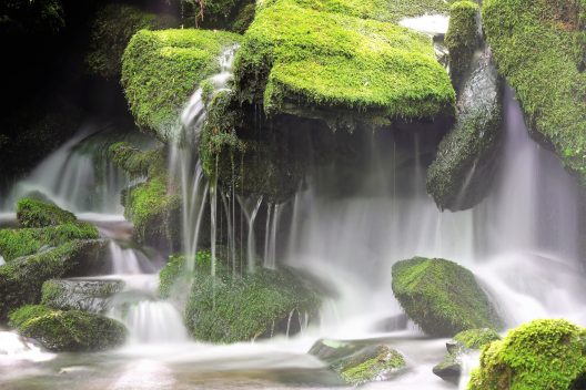 moss-4418351_1920