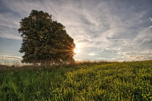 tree-5428354_1920