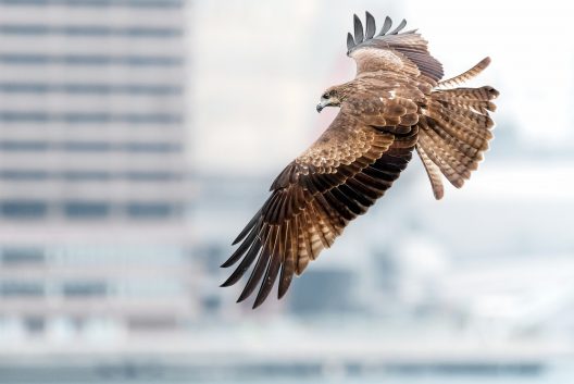 black-kite-2678005_1920