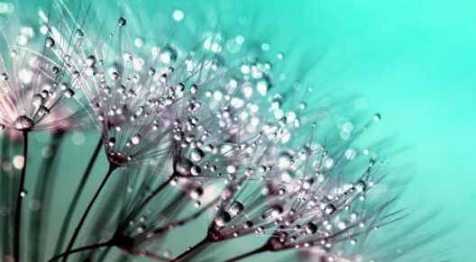 dandelion-445228_1920