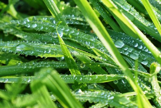 grass-3818309_1920