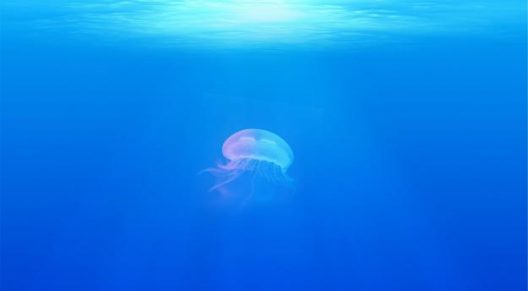 jellyfish-698521_1920