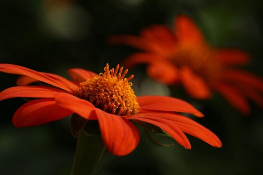 orange-flower-5595483_1920
