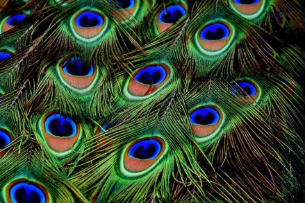 peacock-feathers-3013486_1920_0