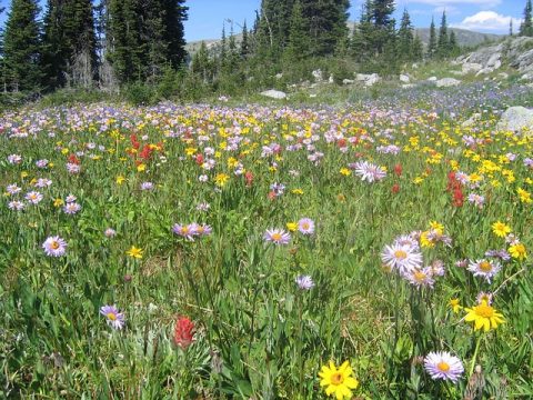 wildflowers-13724_640