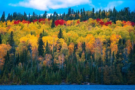 forest-5597499_1920