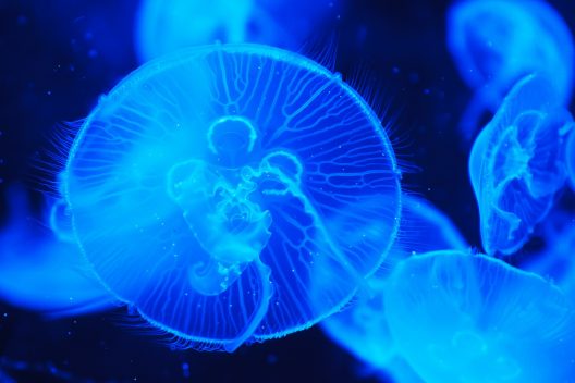 jellyfish-20627_1920