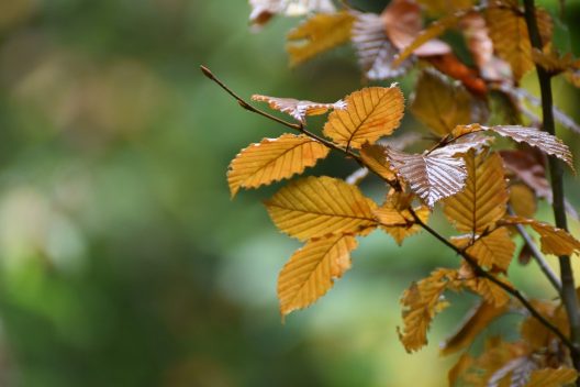 leaves-5630468_1920