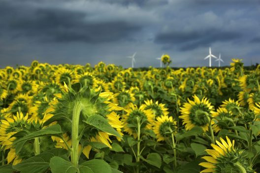 sunflower-4339580_1920