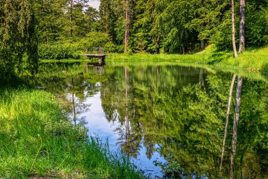 waldsee-4231404_1920
