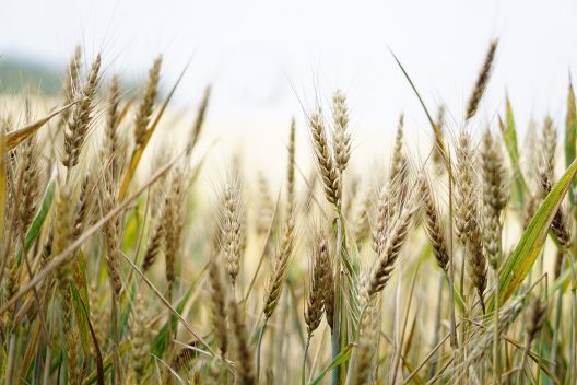 wheat-1556698_1920