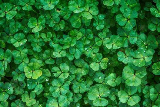 clover-1225988_1920