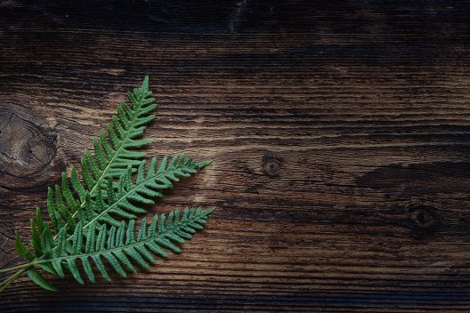 fern-1250903_1920