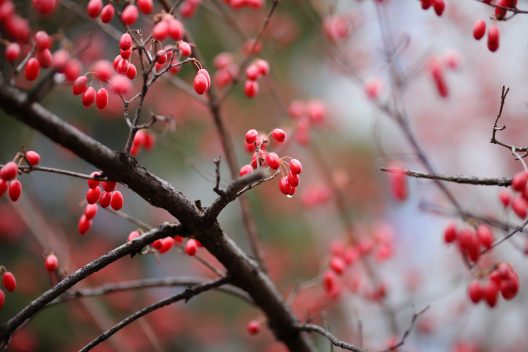 flowering-dogwood-5772385_1920