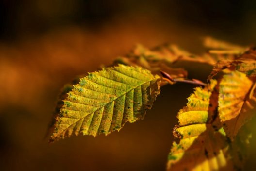 leaves-5778322_1920