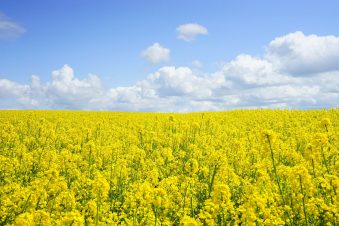 rapeseeds-474558_1920