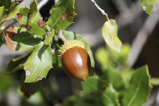 acorn-3861278_1920