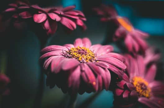 daisy-5679389_1920