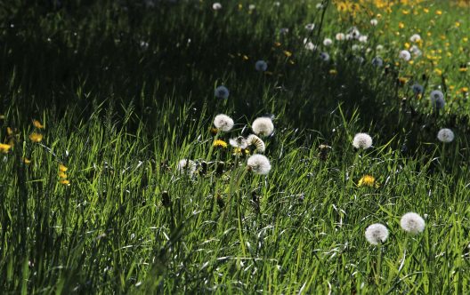green-meadow-5097557_1920