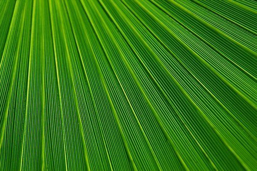 leaf-21851__340