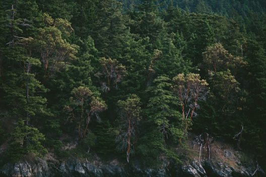 pine-trees-1149943_1920