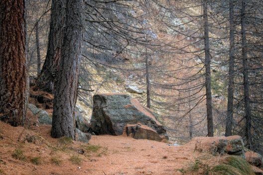 trees-5895442_1920