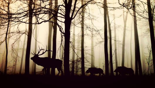 animals-1818690_1920