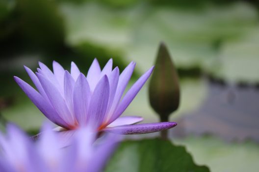 flower-5538547_1920