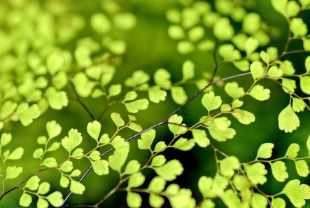 leaves-1037624_1920