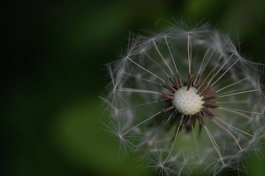 dandelion-208972_1920