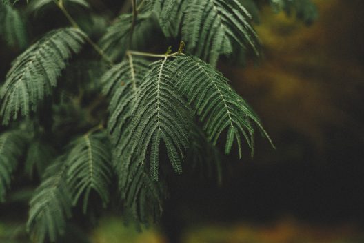 green-5376289_1920