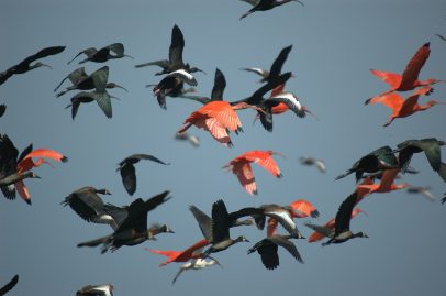 ibis-545224_1920
