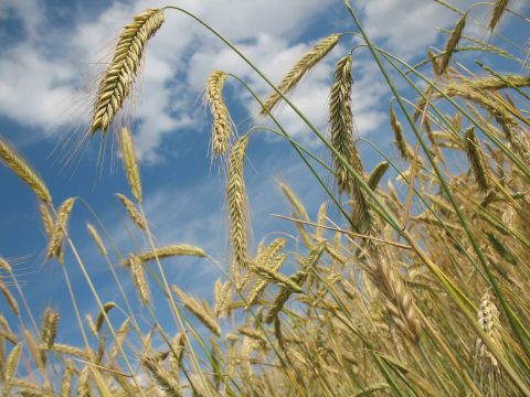 wheat-228726_1920