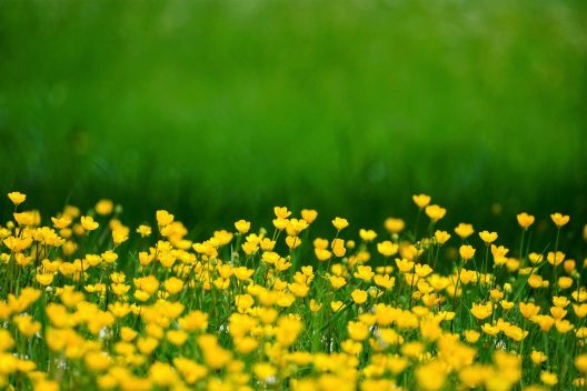 buttercup-6225833_1920