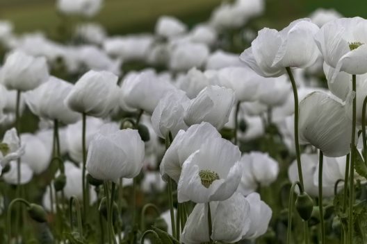 poppy-6254293_1920