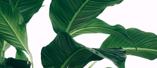 verde-sostenible-1024x445-1