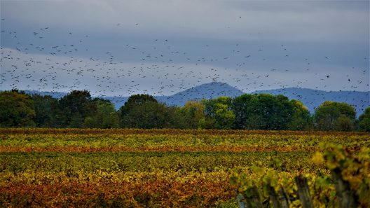birds-4583691_1920-1