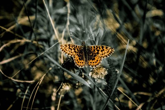 butterfly-734654_1920
