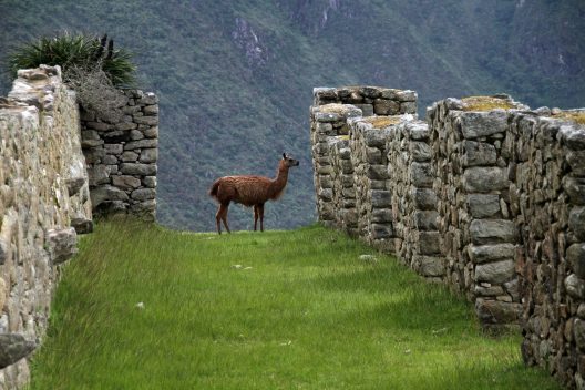 machu-picchu-1018768_1920