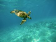 sea-turtle-1851102_1920